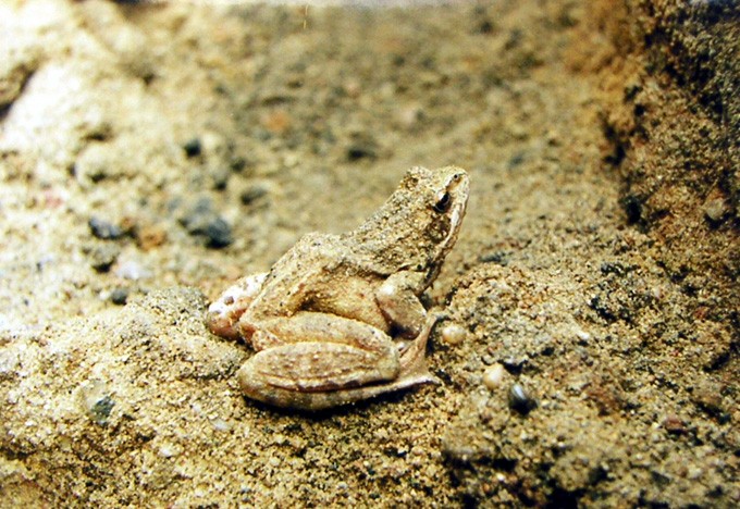 Żaba, a raczej ropucha - zdjęcia z Chin