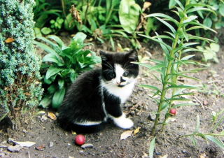 O czym myśli mały kotek?