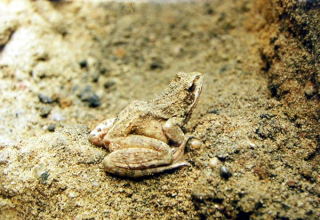 Żaba, a raczej ropucha