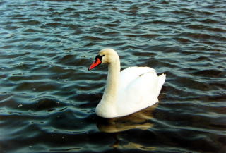 Wrocławskie łabędzie