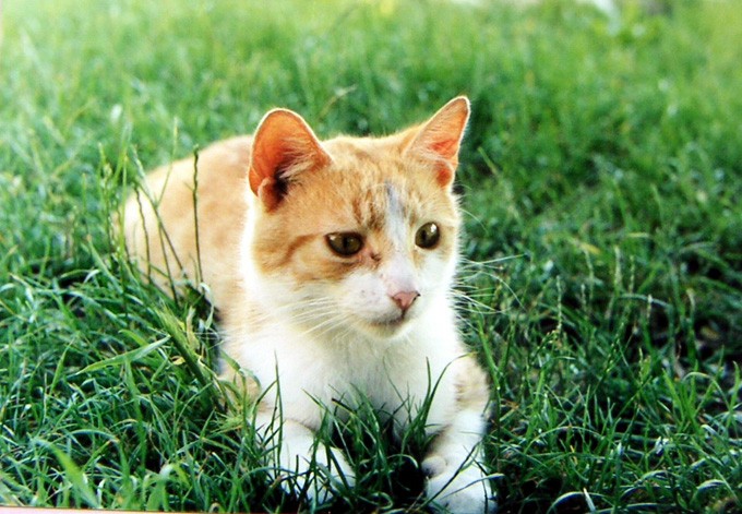 Ulubiony kotek - Rudasek - zdjęcia z Chin