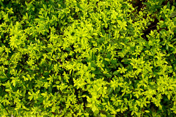 Zielone desenie - zdjęcia z Chin