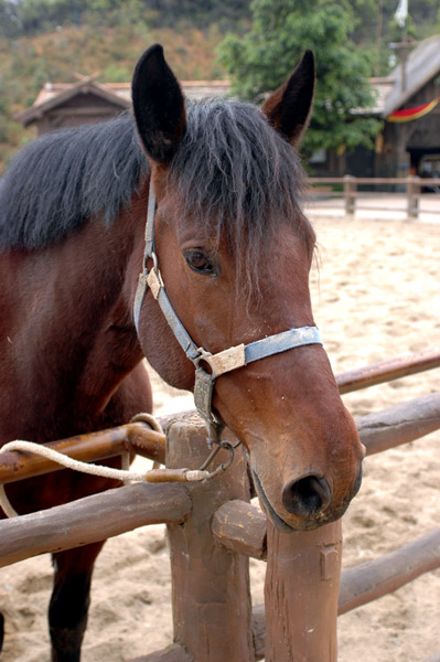 Konik - zdjęcia z Chin