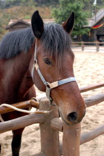 Konik