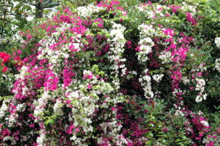 Multikolorowe krzewy