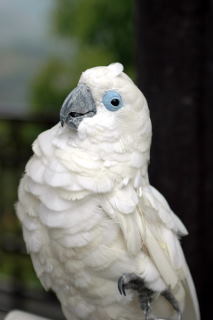 Kolejny portret papużki