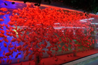 Akwarium zrobimy na czerwono