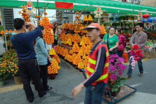 Drzewka mandarynkowe na nowy rok